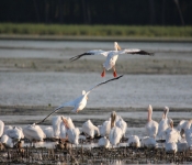 MNRiverPelicans 2014 09 050